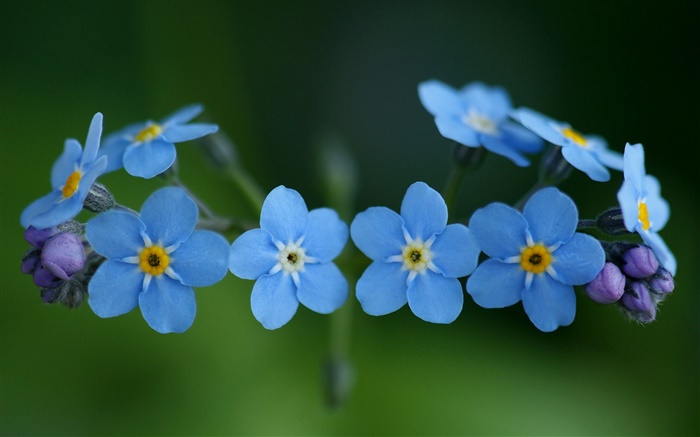 Blue flowers, forget-me Wallpapers Pictures Photos Images