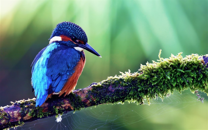 Blue kingfisher Wallpapers Pictures Photos Images