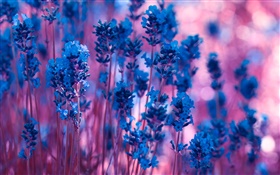 Blue lavender flowers close-up HD wallpaper