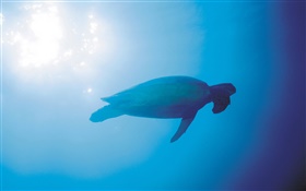 Blue sea, turtles, underwater, sun rays HD wallpaper