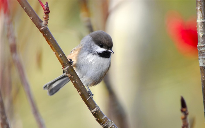 Boreal chickadee, twigs, Canada Wallpapers Pictures Photos Images