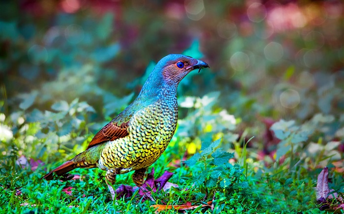 Bowerbird, grass Wallpapers Pictures Photos Images