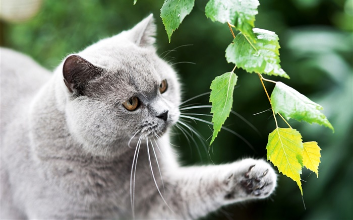 British cat, paw, leaves Wallpapers Pictures Photos Images