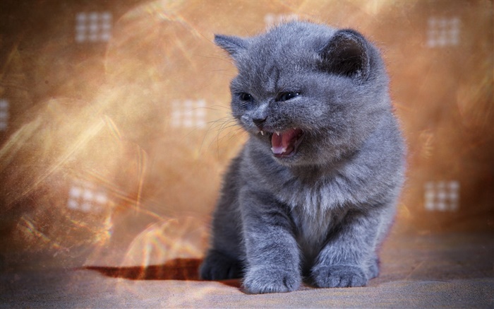 British shorthair yawn Wallpapers Pictures Photos Images