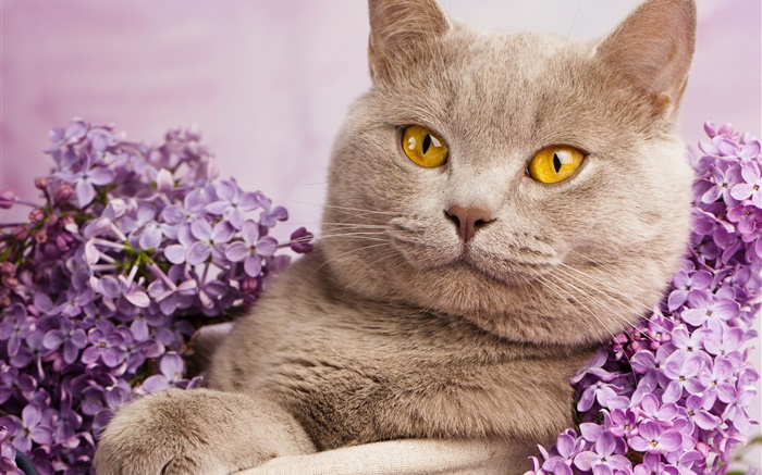 British shorthair, yellow eyes, cat with flowers Wallpapers Pictures Photos Images