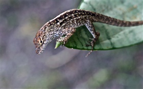 Brown color lizard, leaf