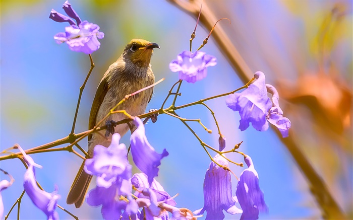 Brown honeyeater bird, jacaranda blooms Wallpapers Pictures Photos Images