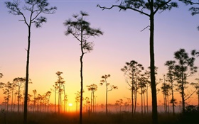 Brushwood, swamp, trees, sunset HD wallpaper