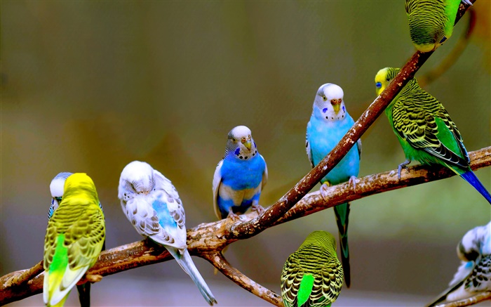 Budgies close-up Wallpapers Pictures Photos Images