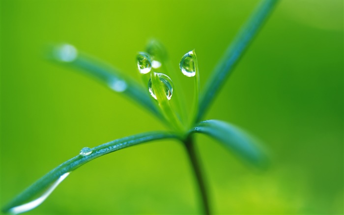 Buds close-up, water drops, spring season Wallpapers Pictures Photos Images