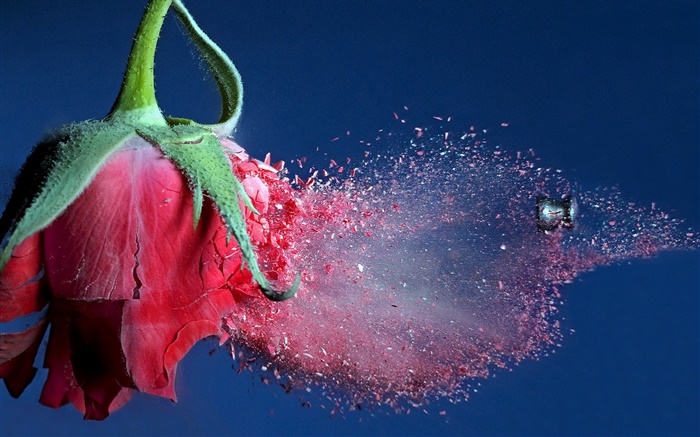 Bullet hit red rose flower, debris flying Wallpapers Pictures Photos Images
