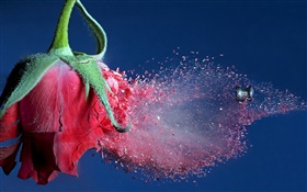 Bullet hit red rose flower, debris flying