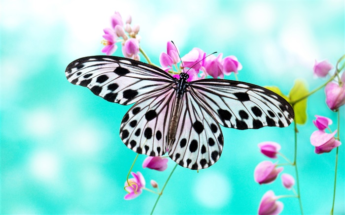 Butterfly and purple flowers Wallpapers Pictures Photos Images