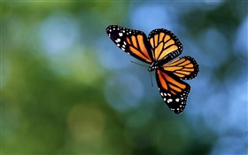 Butterfly flying, bokeh