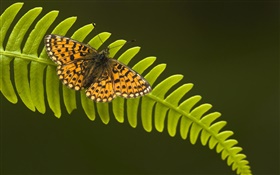 Butterfly, leaf HD wallpaper