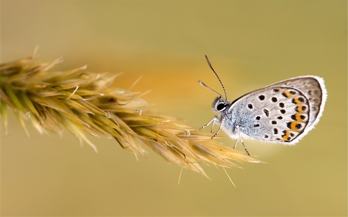 Butterfly on the wheat Wallpapers Pictures Photos Images