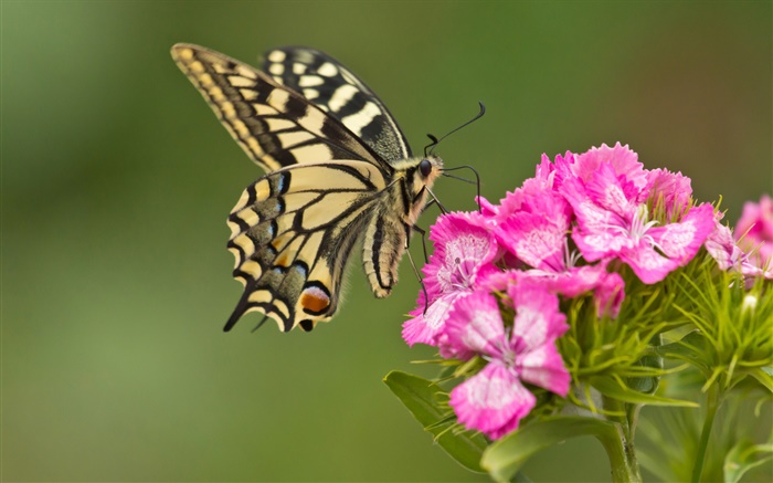 Butterfly, pink flowers Wallpapers Pictures Photos Images