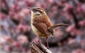 Carolina wren, birds close-up HD wallpaper