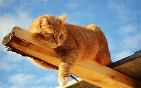Cat rest at the wood HD wallpaper