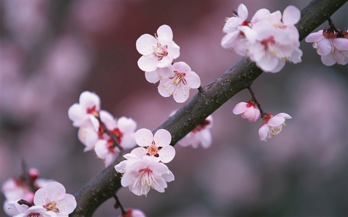 Cherry flowers blooming, twigs Wallpapers Pictures Photos Images