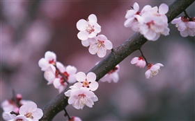 Cherry flowers blooming, twigs HD wallpaper