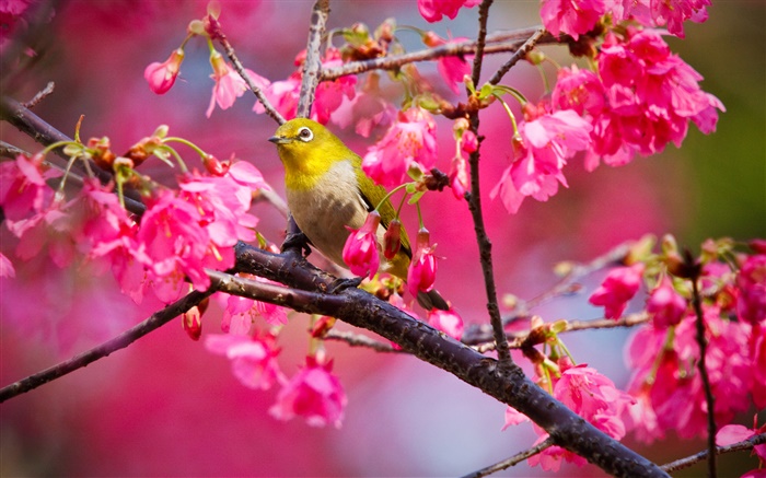 Cherry tree, flowers, bird Wallpapers Pictures Photos Images