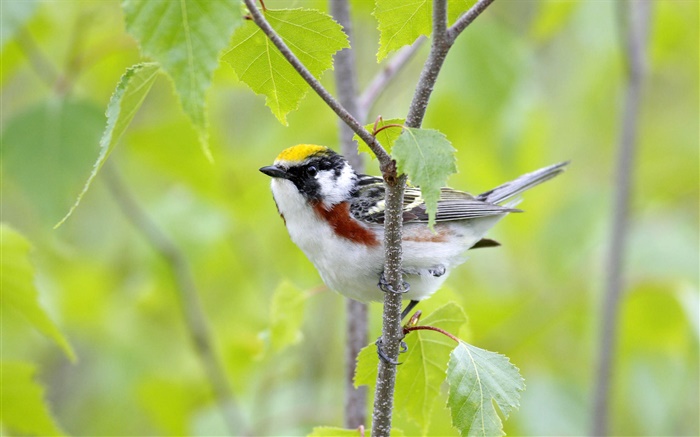 Chestnut-sided warbler, Canada, green background Wallpapers Pictures Photos Images