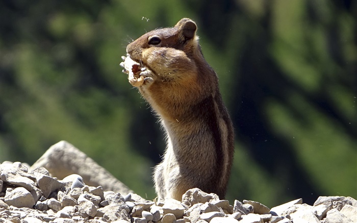 Chipmunk eat food Wallpapers Pictures Photos Images