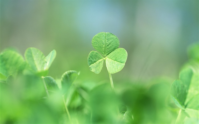 Close-up of green clover Wallpapers Pictures Photos Images