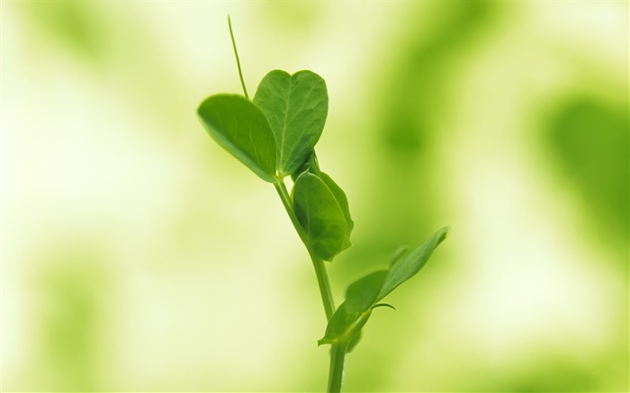 Closeup of small leaves sprouting Wallpapers Pictures Photos Images