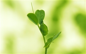 Closeup of small leaves sprouting HD wallpaper
