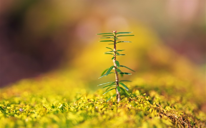 Closeup of small trees, yellow blurred background Wallpapers Pictures Photos Images