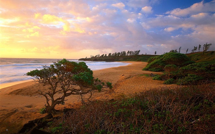 Coast, sea, beach, grass, sands, trees, clouds, sunrise Wallpapers Pictures Photos Images