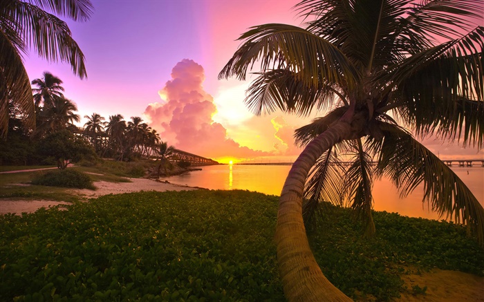 Coast, sea, bridge, palm trees, sunrise Wallpapers Pictures Photos Images
