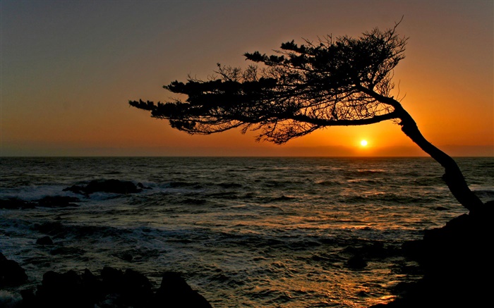 Coastal, a tree, silhouette, sunset Wallpapers Pictures Photos Images