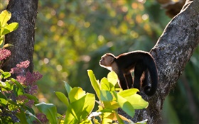 Costa Rica, monkey, forest HD wallpaper