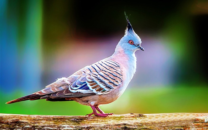 Crested pigeon close-up Wallpapers Pictures Photos Images