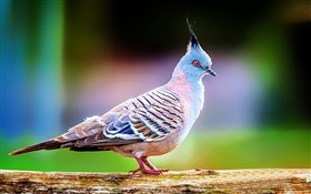 Crested pigeon close-up HD wallpaper