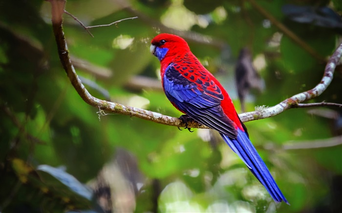Crimson rosella parrot Wallpapers Pictures Photos Images