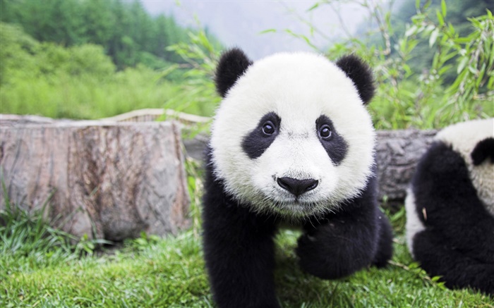 Cute animals, white black colors, panda Wallpapers Pictures Photos Images