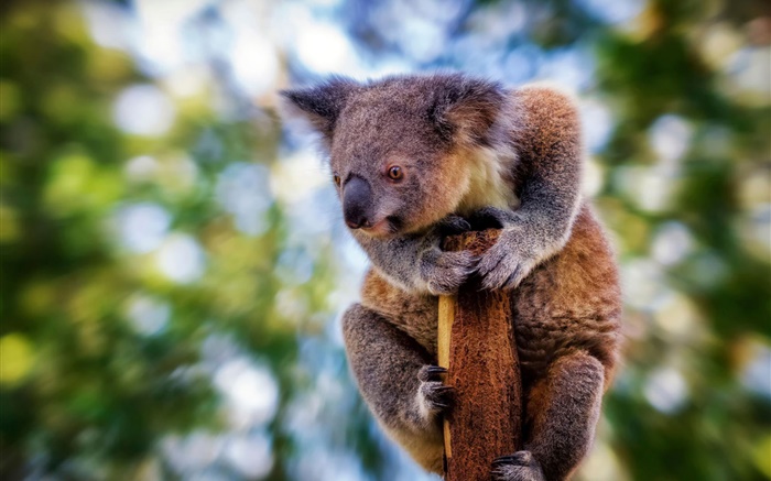 Cute furry koala, bokeh Wallpapers Pictures Photos Images