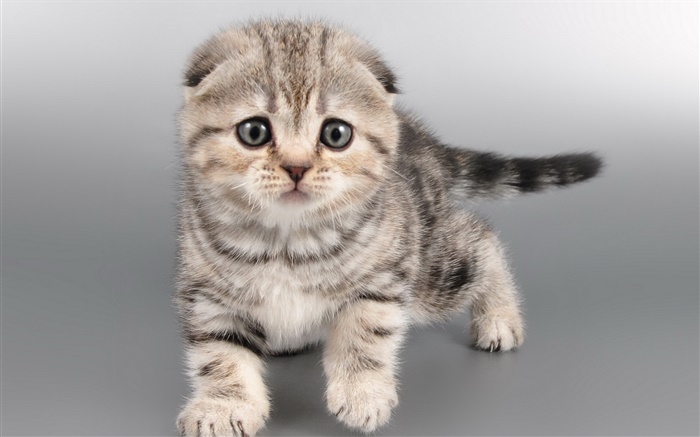 Cute gray kitten, face Wallpapers Pictures Photos Images