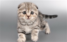 Cute gray kitten, face HD wallpaper