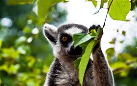 Cute lemur HD wallpaper