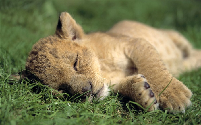 Cute little lion sleep Wallpapers Pictures Photos Images