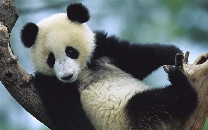 Cute panda Wallpapers Pictures Photos Images
