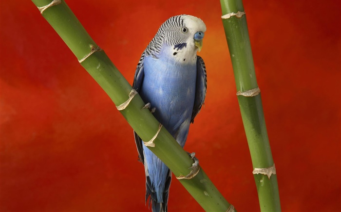 Cute parrot, red background Wallpapers Pictures Photos Images