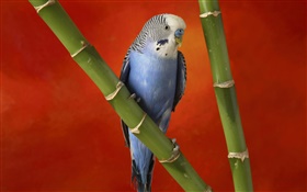 Cute parrot, red background