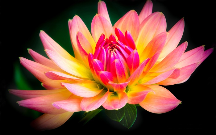 Dahlia, flower close-up, yellow and pink petals Wallpapers Pictures Photos Images