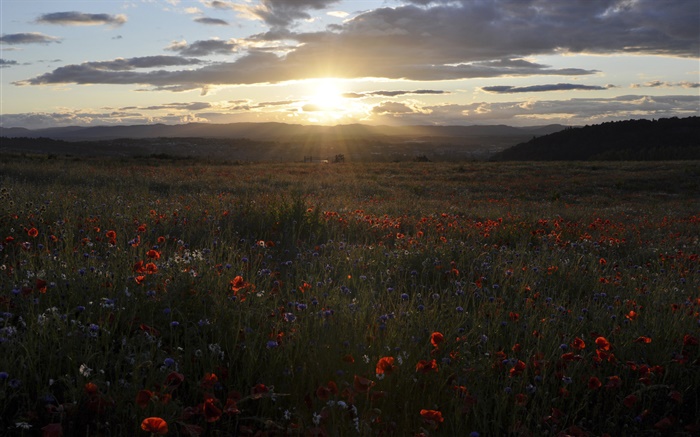 Daisies, cornflowers, poppies, sunset, Scotland, UK Wallpapers Pictures Photos Images